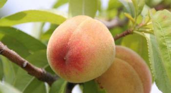 Використання мигдалю як підщепи для персика призводить до низької врожайності Рис.1