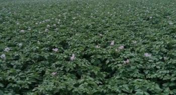 Виробництво картоплі в Україні може бути прибутковим навіть на невеликій площі Рис.1