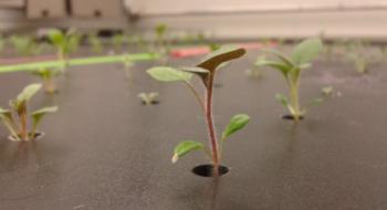 Вивчення фотосинтезу в картоплі допоможе визначити здоров'я рослин Рис.1