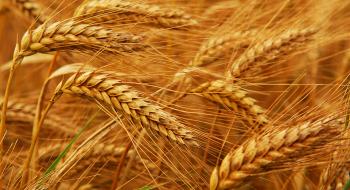 Визначено ділянки геному, які відповідають за концентрацію цинку в пшениці Рис.1