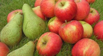 WAPA озвучила перший прогноз врожаю яблук і груш у ЄС на 2018 рік Рис.1