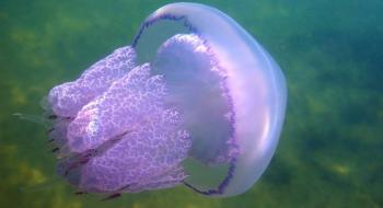 Як медузи можуть стати добривом та затримати вологу в сухому грунті Рис.1