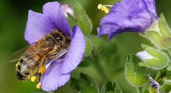 Які квіти вибирають бджоли? - дослідження вчених Рис.1