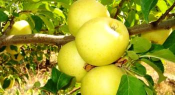 Які сорти яблук та груш найбільше вирощуються в Україні Рис.1