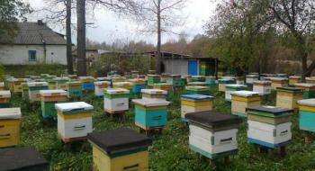 За останній місяць в Україні загинули 18 тисяч бджолосімей Рис.1
