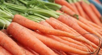 За тиждень ціни на моркву впали одразу на 20% Рис.1