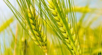 Зернові здатні вибирати потрібні рівні хімічного захисту від комах Рис.1