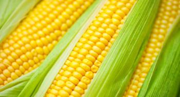 Зібрано майже 10 млн тонн кукурудзи нового врожаю Рис.1