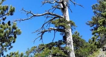 Знайдено найстаріше дерево Європи Рис.1
