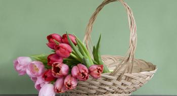 Як правильно саджати тюльпани восени: корисні поради Рис.1