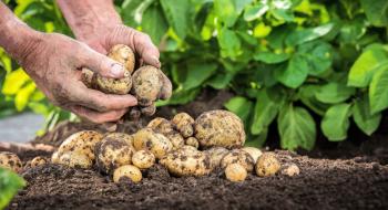 Як виростити ранню картоплю-два простих варіанти на вибір! Рис.1