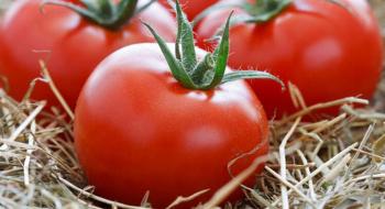 Чим удобрювати помідори від початку і до кінця сезону Рис.1