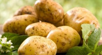 Найпопулярніші в Україні сорти картоплі Рис.1