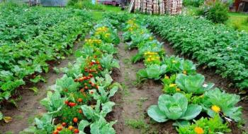 Сумісність рослин на городі: які овочі добре ростуть поруч Рис.1