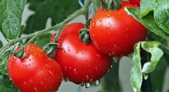 Чому тріскаються помідори при дозріванні і як цьому зарадити Рис.1