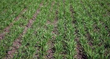 Рекомендації по догляду за насінницькими ділянками озимої пшениці Рис.1