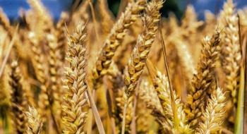 6 важливих порад з управління мікотоксинами в зернових культурах Рис.1