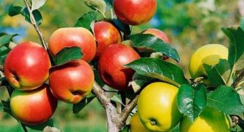 Як зробити мульті-яблуню та виростити три різних сорти Рис.1