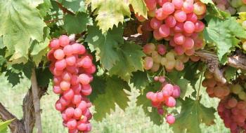 Підживлення винограду: терміни та правила Рис.1