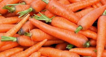 Корисні поради щодо правильного зберігання моркви Рис.1