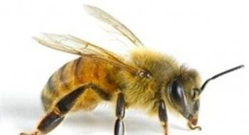 Алгоритм дій при застосуванні ЗЗР щодо унеможливлення отруєння бджіл Рис.1