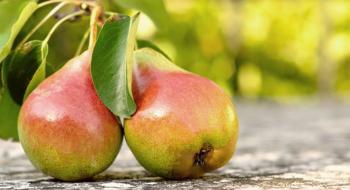 Кілька важливих заходів, які необхідні груші наприкінці літа та на початку осені Рис.1