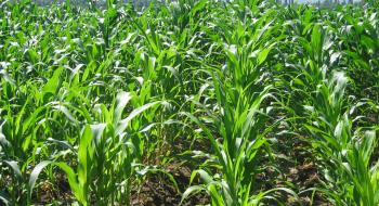  Особливості обробітку ґрунту під час посадки кукурудзи Рис.1