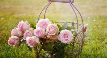 6 кращих квітів для красивого саду Рис.1