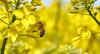 Класи небезпеки пестицидів для бджіл та екологічні регламенти Рис.1