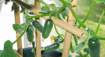 Огірки на підвіконні — час садити насіння Рис.1