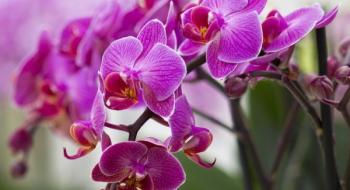 Правильний догляд за орхідеями для новачків Рис.1