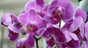Як пересадити орхідею в домашніх умовах Рис.1