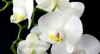 Чому в орхідеї опадають бутони: основні причини та фактори впливу Рис.1