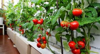 Посадка розсади помідорів: поради і рекомендації Рис.1