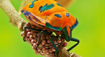 40% відомих людству видів комах знаходяться на межі вимирання Рис.1