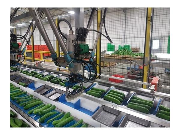 Робот зрізає огірки гарячим лезом: нова розробка для овочівників Рис.3