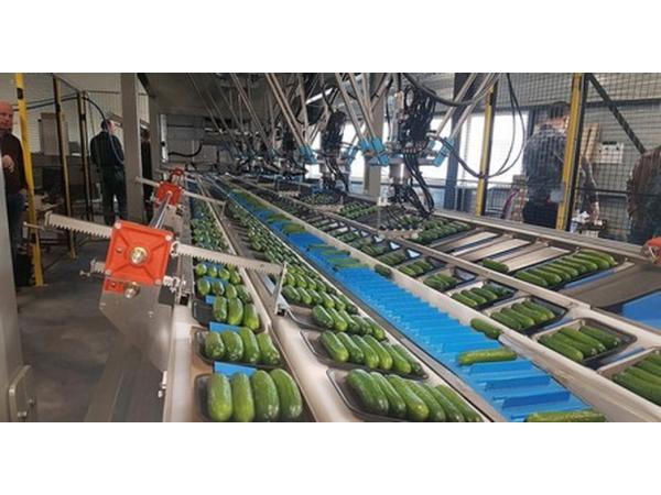 Робот зрізає огірки гарячим лезом: нова розробка для овочівників Рис.6