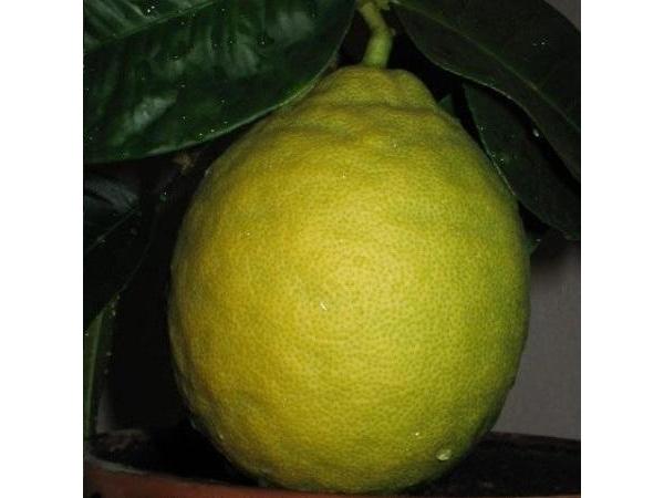 Одесит вирощує лимони вагою більше 1 кг Рис.2