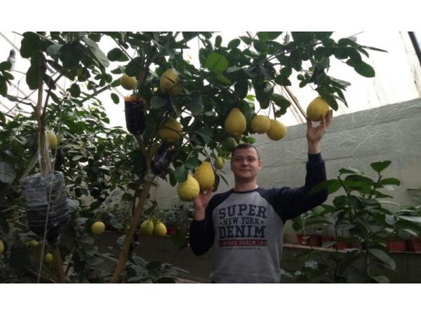 Одесит вирощує лимони вагою більше 1 кг Рис.4