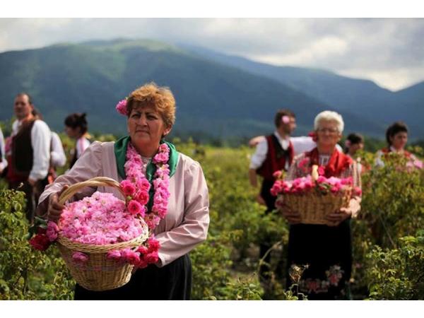 Що може дати чайна роза українським аграріям? Рис.5