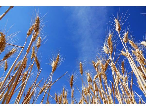 Фермерам порадили, як вигідно продати пшеницю Рис.2