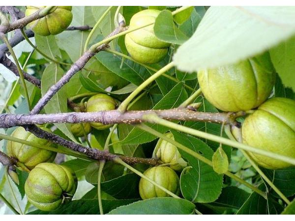 На Вінниччині почали вирощувати екзотичні горіхи у зв’язку з кліматичними змінами Рис.4