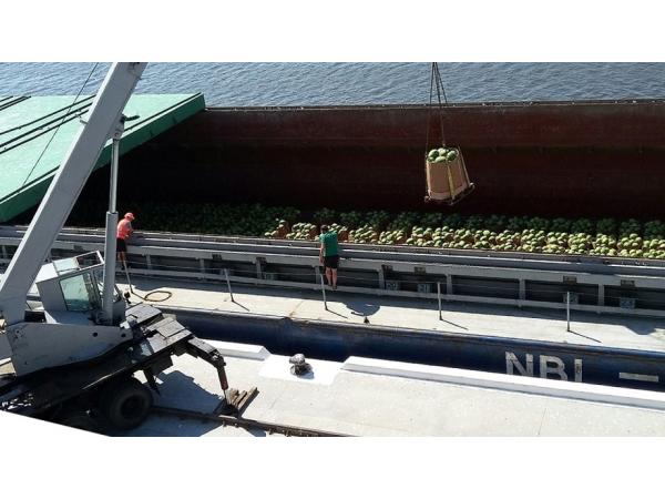 400 тонн херсонських кавунів: на Київщині розвантажили баржу Нібулона Рис.5