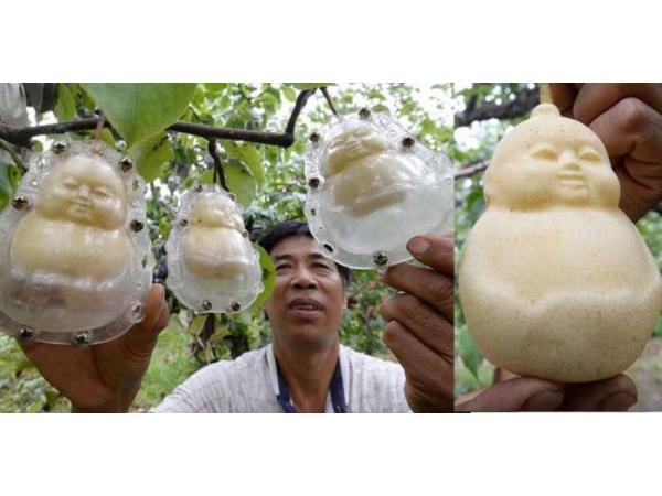 Китайський фермер виростив груші у формі ляльок Рис.3