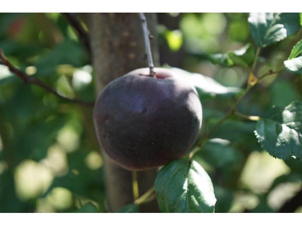 На Миколаївщині вирощують незвичайні “чорні абрикоси” Рис.3