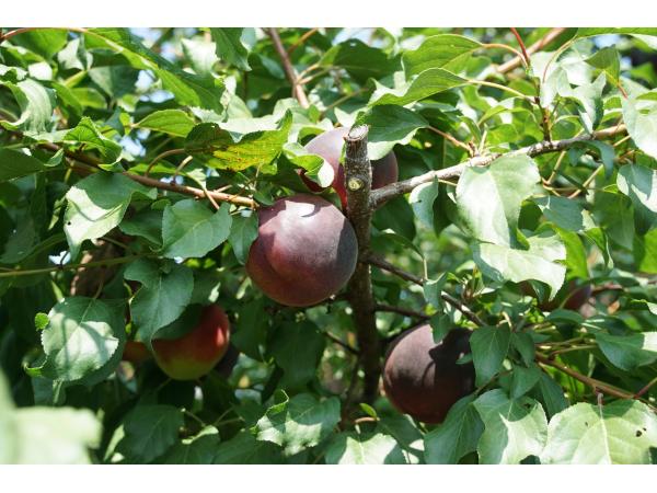 На Миколаївщині вирощують незвичайні “чорні абрикоси” Рис.4