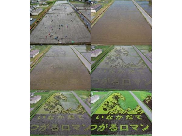 Талановиті фермери Японії: приголомшливі картини на рисових полях Рис.2