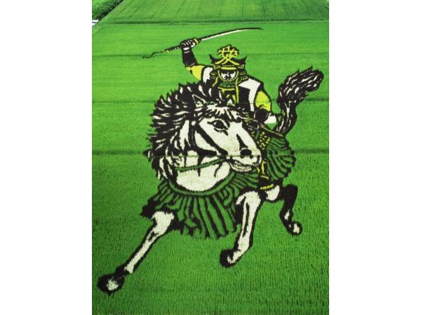 Талановиті фермери Японії: приголомшливі картини на рисових полях Рис.3