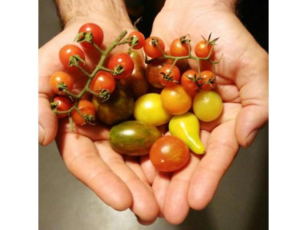 Фермери-органіки вирощують 120 сортів томатів Рис.3