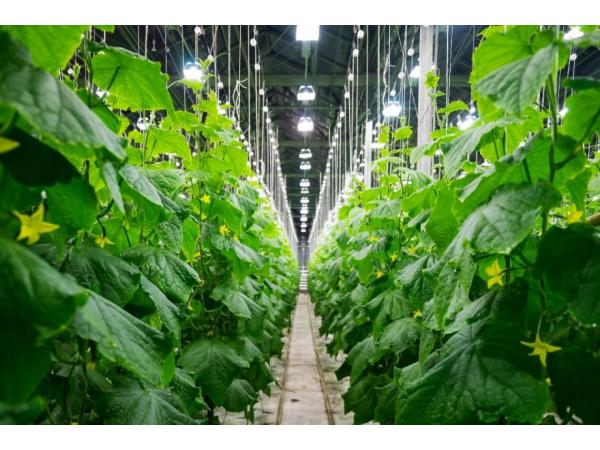 250 га інноваційних теплиць: як вирощує огірки канадський агролідер Рис.2